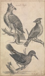 Águila coronada y dos pájaros de Richard Brookes