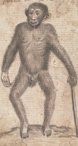 Monos (uno de tres en una montura)