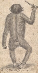 Monos (uno de tres en una montura) de Richard Brookes