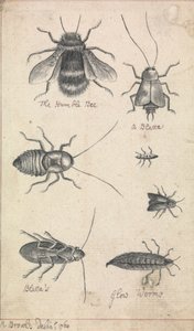 La humilde abeja y los insectos de Richard Brookes