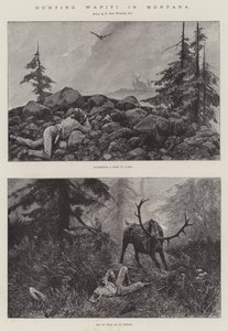 Caza de Wapiti en Montana