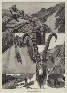 Caza de Íbex en el Himalaya