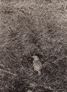 Bisbita de los prados (foto en blanco y negro) de Richard and Cherry Kearton