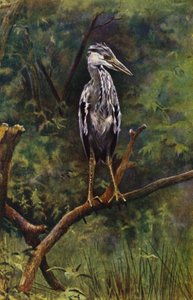 Una garza joven (foto)