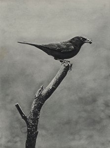 Mirlo macho con comida para las crías (foto en blanco y negro) de Richard and Cherry Kearton