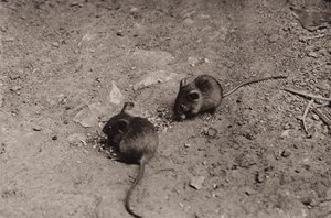 Ratones en la cena (foto en blanco y negro) de Richard and Cherry Kearton