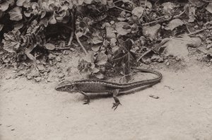 Lagartija de arena (foto en blanco y negro) de Richard and Cherry Kearton