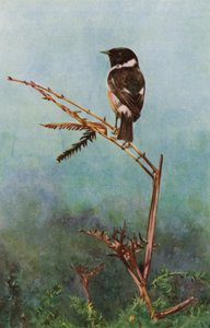 El stonechat (foto)