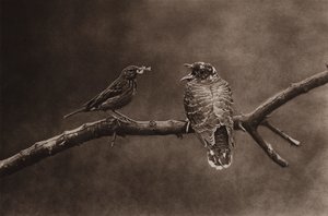 Bisbita arbóreo alimentando a un joven cuco (foto en blanco y negro)