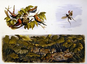 En el país de las hadas de Richard Doyle