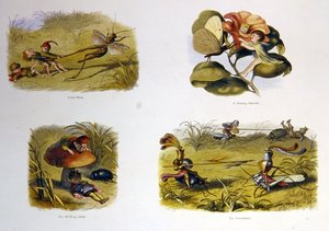 En el país de las hadas