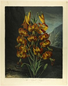 El Lirio Magnífico, del Templo de Flora de Richard Earlom