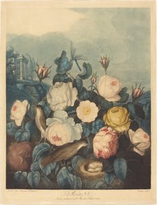 Rosas