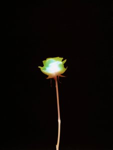 Sin título, 2007 de Richard Green