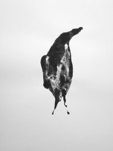 Sin título, 2009 (monotipo) de Richard Green