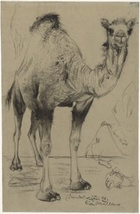 Dromedario de Richard Muller