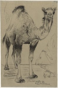 Dromedario, 1894 de Richard Muller