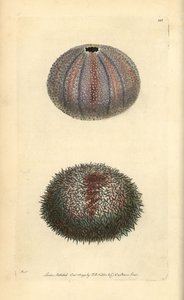 Erizo de mar comestible, Echinus esculentus, de George Shaw y Frederick Nodder