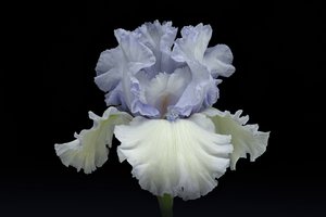 Elegante iris azul