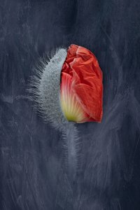  de Richard Urbanski