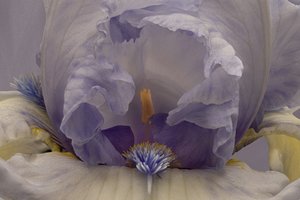 Iris lavanda suave