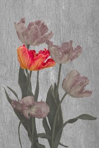 Tulipanes «Vibrant Parrot» de Richard Urbanski