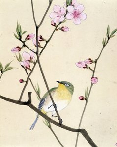 Pájaro - Dibujo japonés de Riou Chim, finales del siglo XIX de Riu Chim