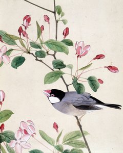 Pájaro - Dibujo japonés de Riou Chim, finales del siglo XIX