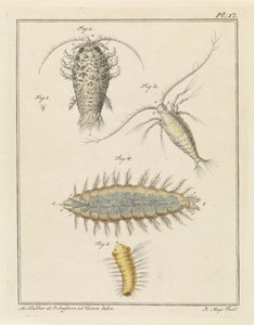 Cochinilla de ágata, copépodo y gusano de cerdas de Robbert Muys