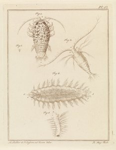 Cochinilla de ágata, copépodo y gusano de cerdas de Robbert Muys