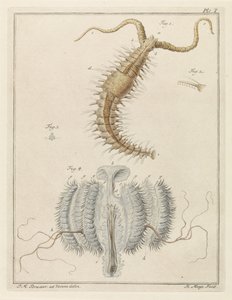 Gusano volante y medusa de costilla