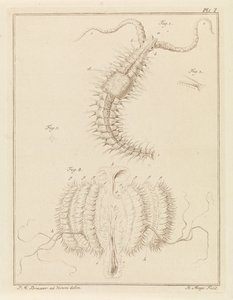 Gusano volante y medusa de costilla de Robbert Muys