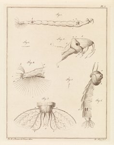 Larva de mosquito emplumada de Robbert Muys
