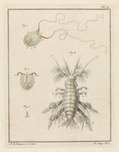 Medusas de pólipo y un cangrejo de escamas de arena de Robbert Muys