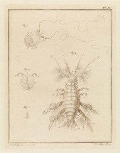 Medusas de pólipo y un cangrejo de escamas de arena de Robbert Muys