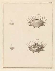 Schulpspin de Robbert Muys