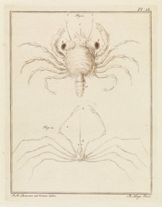 Cangrejo de playa y una especie de cangrejo flecha de Robbert Muys