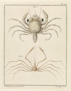 Cangrejo de playa y una especie de cangrejo flecha de Robbert Muys