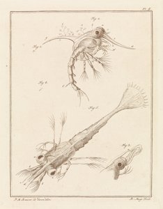 Dos etapas de desarrollo de la larva del cangrejo de playa de Robbert Muys