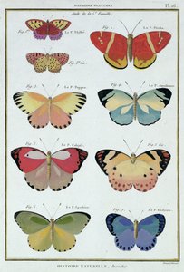 Mariposas de 