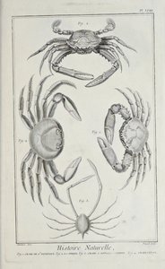 Cangrejos, ilustración de 