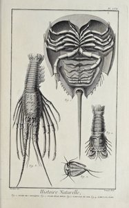 Crustáceos, ilustración de 
