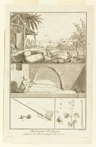 "Cultura y Quema del Algodón" de la Enciclopedia de Diderot, Vol. I de Robert Benard