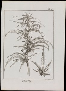 Esquema marino de flores, c.1810 (grabado y aguafuerte)
