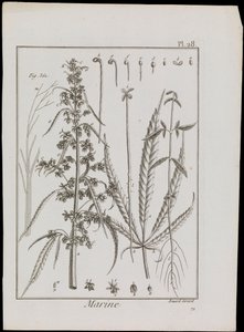 Esquema marino de flores, c.1810 (grabado y aguafuerte)