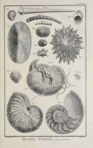 Conchas marinas, ilustración de 