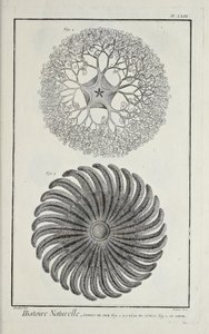 Estrellas de mar, ilustración de 