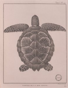 Tortuga del Mar Rojo, ilustración de 