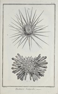 Erizos, ilustración de 