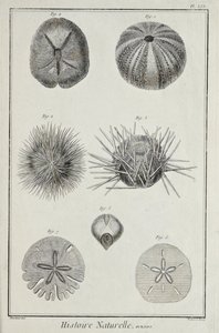 Pícaros, ilustración de 